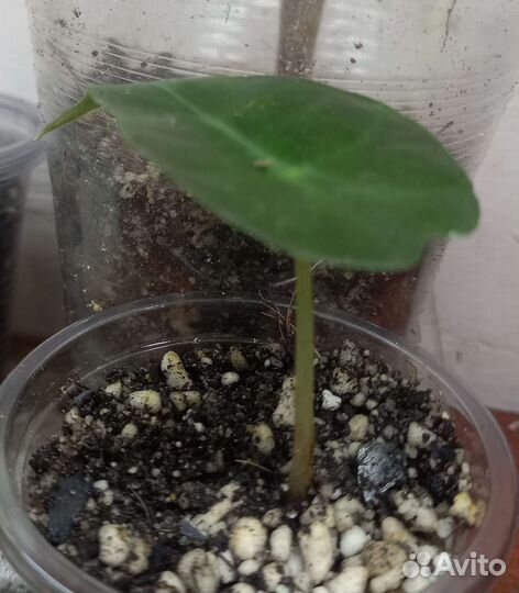 Алоказия регал шилдс