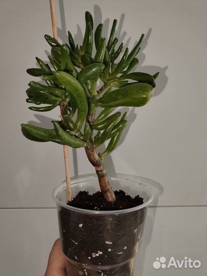 Крассула Хоббит