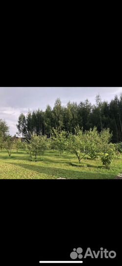 Обрезка плодовых деревьев, уход за садом