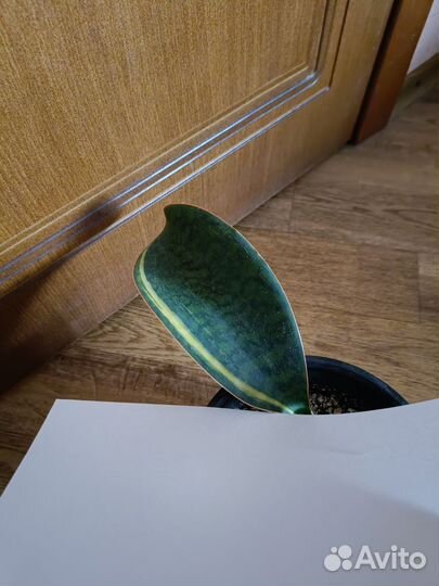 Сансевиерии сортовые