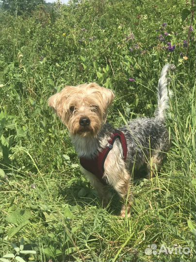 Йоркширский терьер