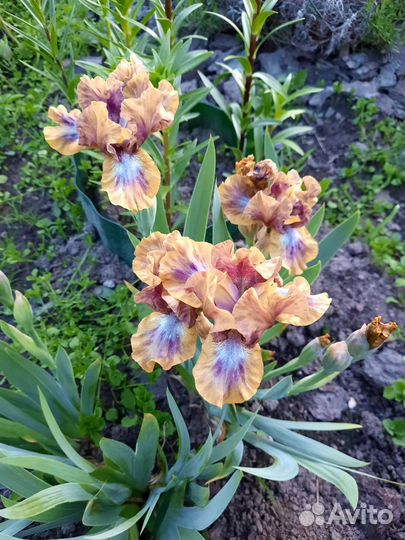 Декоративные многолетники