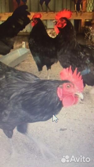 Синь Синь Дянь