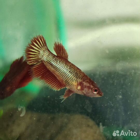 Рыбка петушок