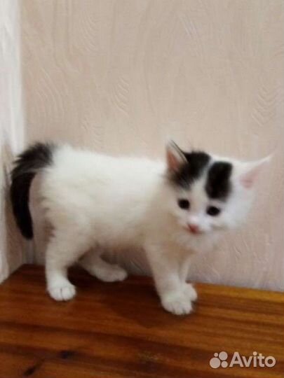 Альпийские котята