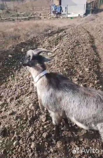 Козел вязка