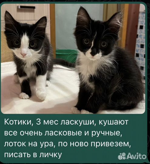 Котики ласкуши