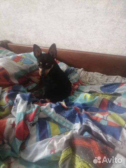 Русский той-терьер вязка