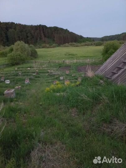 Продам пчелосемьи