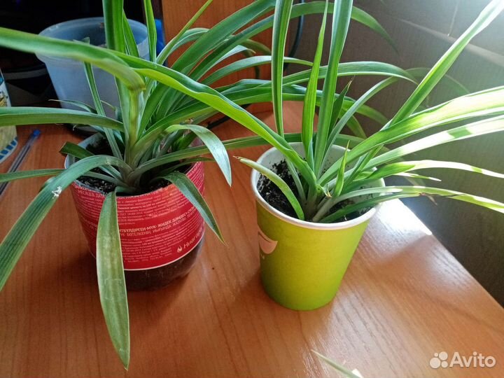 Хлорофитум