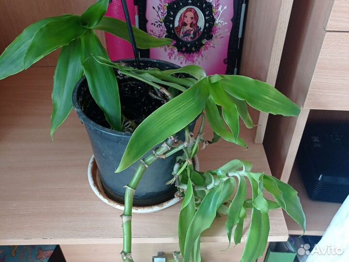 Кордилина Золотой ус