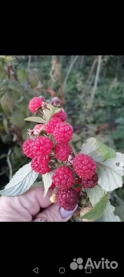 Ягодные кустарники