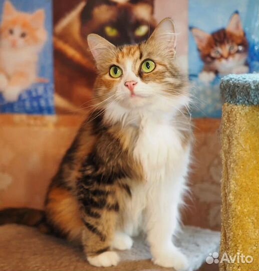Кошка в дар бесплатно