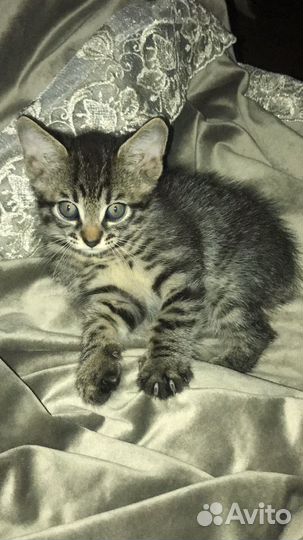 Котенок