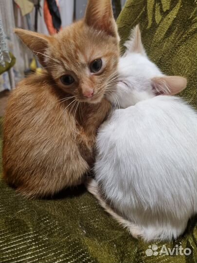 Котёнок
