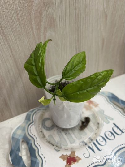 Укорененые черенки клеродендрумов