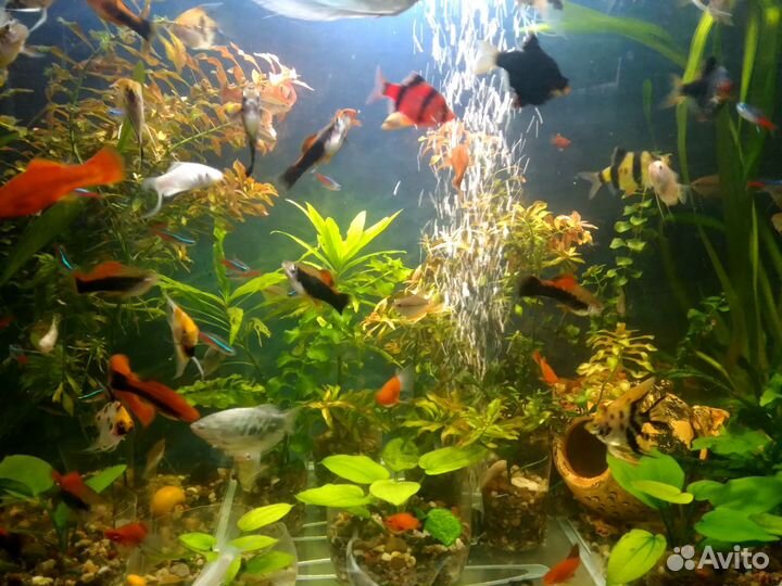 Аквариумные рыбки Неоны Барбусы Тернеции Гурами