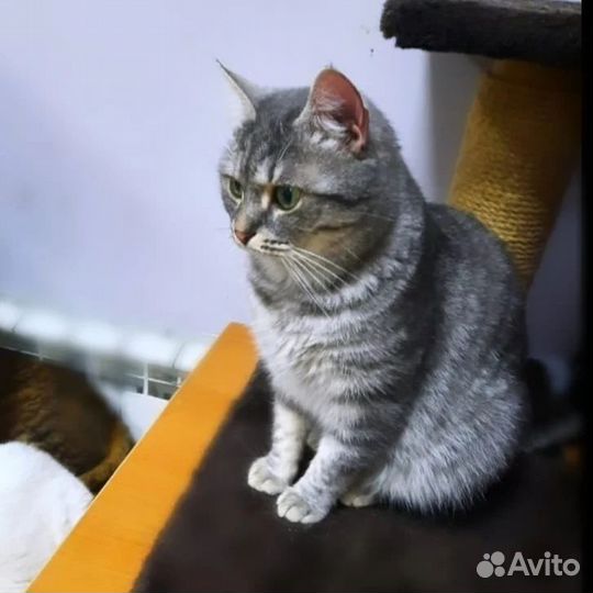 Кошка в добрые руки