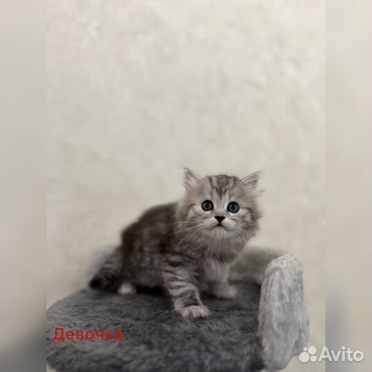 Сибирские котята