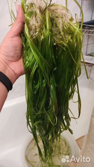 Аквариумное растение