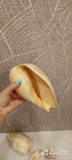 Ракушки декоративные