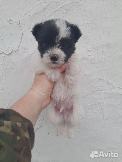 Щенки в добрые руки