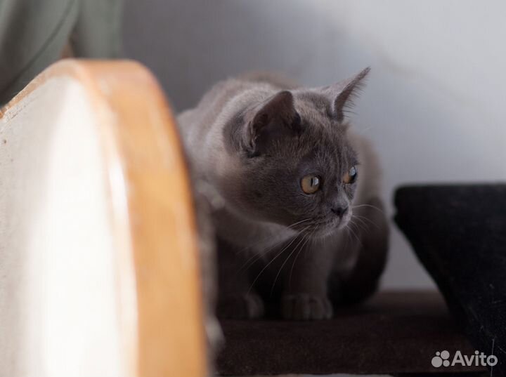 Бурманская кошка