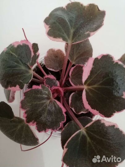 Камнеломка вариегатная, зеленая