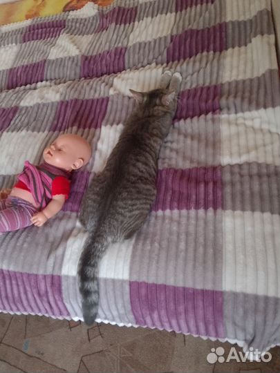 Кошка
