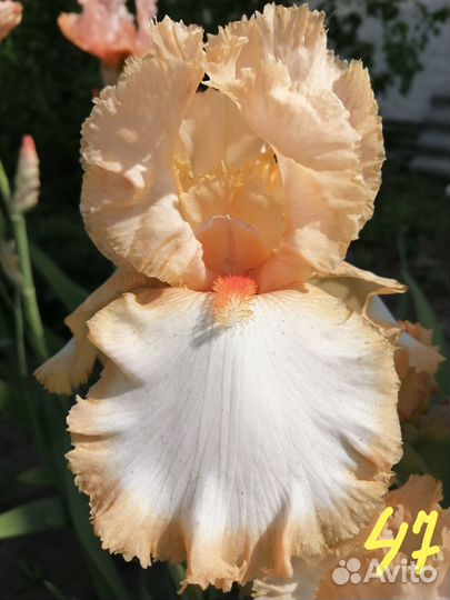 Многолетний Ирис