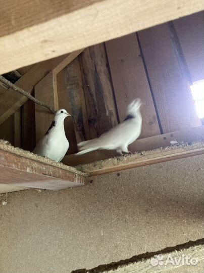 Продажа голубей