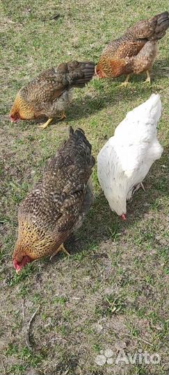 Ия породы Белефельдер. Пушкинские. Цыплята