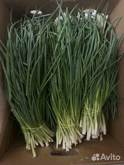 Зеленый лук
