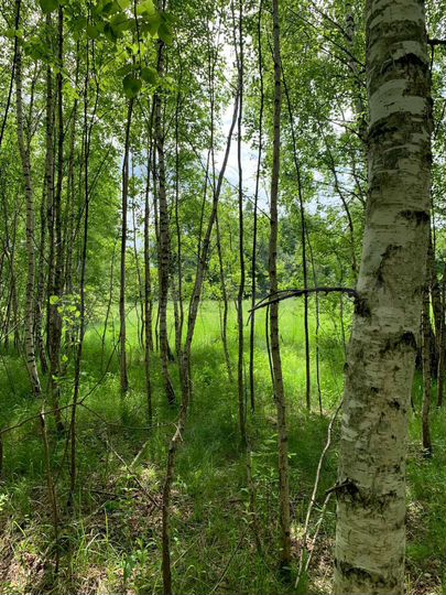 Участок 13,5 сот. (ИЖС)