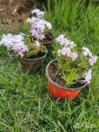 Флокс шиловидный