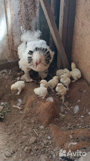 Цыплята породы брама