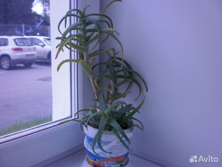 Алоэ столетник лекарственный