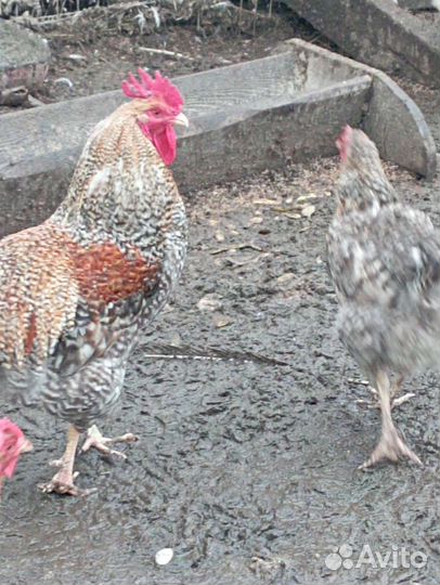 Билефельдер