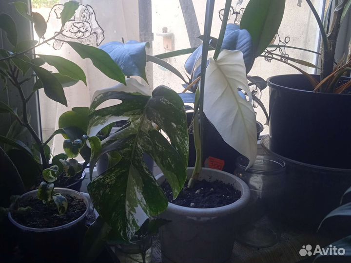 Монстера вариегатная