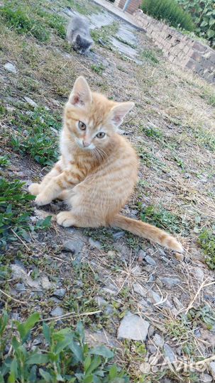 Обычная кошка