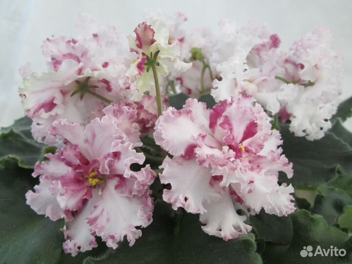 Фиалки детки, стартеры