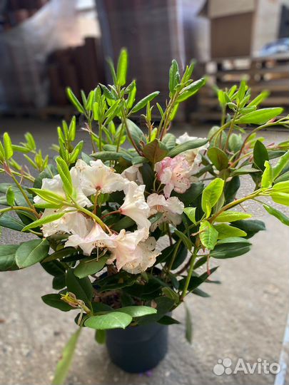 Рододендрон