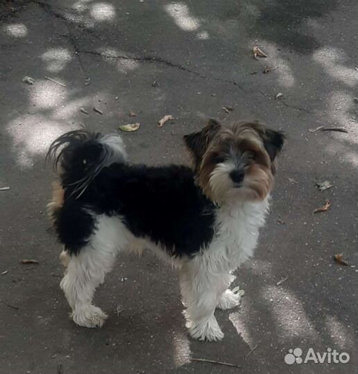 Бивер йорк вязка