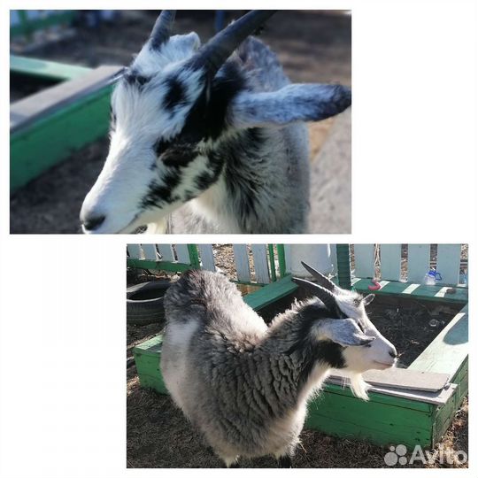 Коза годовалая, молочной породы