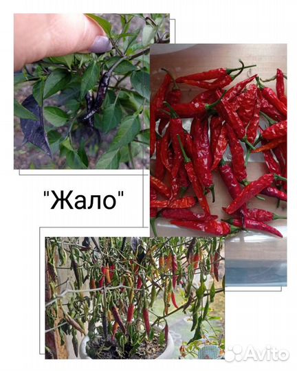 Семена редких сортов острого перца