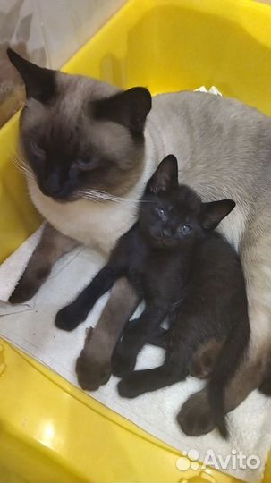 Сиамские котята