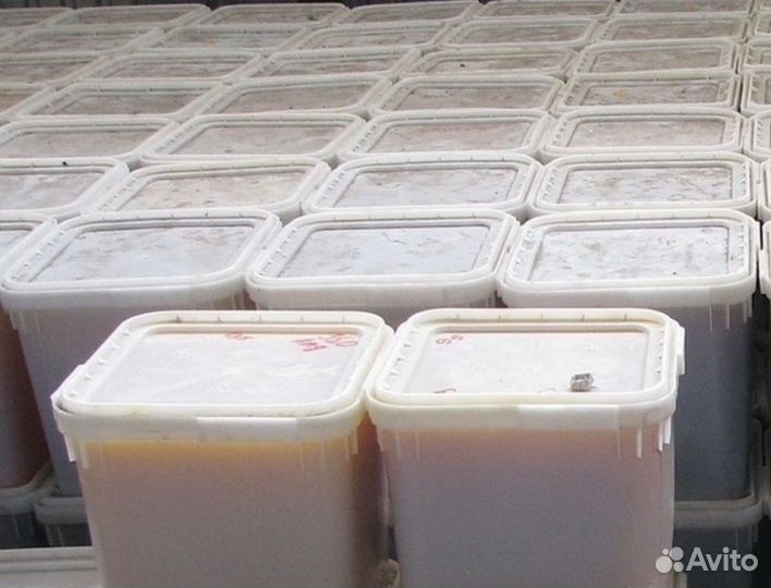 Липовый мед оптом