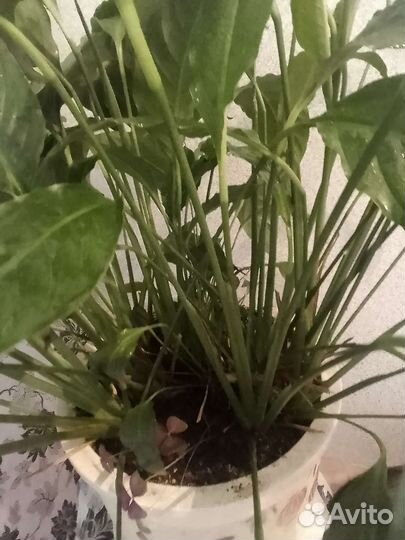 Спатифиллум