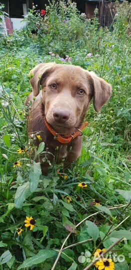 Лабрадор помесь