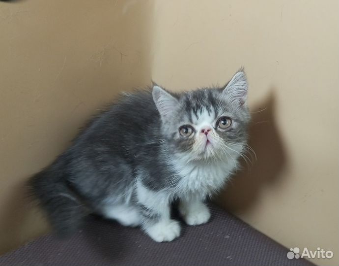 Котик Экзотик, 3 мес